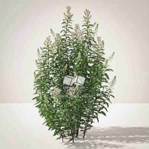 Suedu_Tree_V6_Spiraea_alba
