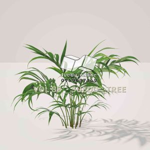 Suedu_Tree_V80_Howea_forsteriana