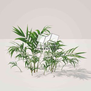 Suedu_Tree_V80_Howea_forsteriana