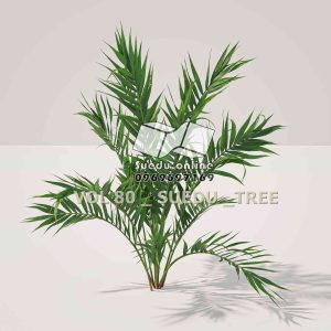 Suedu_Tree_V80_Howea_forsteriana