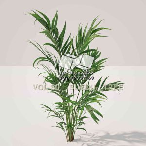 Suedu_Tree_V80_Howea_forsteriana