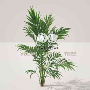Suedu_Tree_V80_Howea_forsteriana