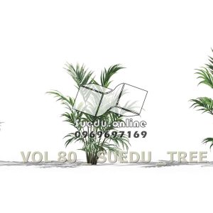 Suedu_Tree_V80_Howea_forsteriana