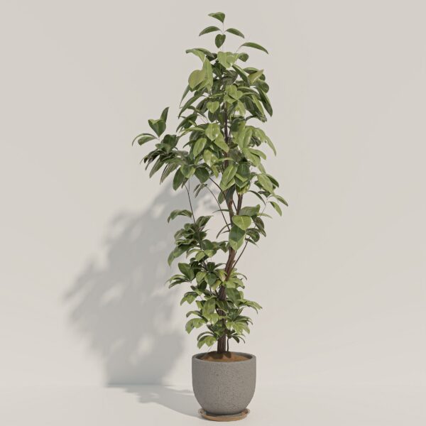SUEDU_PLANT_11+12 ( FREE )